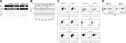 Figure 3. Antibody titers and class-switch recombination. (A) M17 is up-regulated by IL-4. Isolated splenocytes were MACS depleted of CD43+ cells and subsequently activated with the indicated stimuli. Following the isolation of total RNA 48 hours later, RT-PCR was performed using intron-spanning primers for the M17 and β-actin genes. Naive B indicates naive B cells in vitro; GC, GC B cells; and H20, water control. A representative experiment is shown. (B) Antibody titers in the serum of unimmunized wild-type and M17–/– mice were determined in an ELISA assay. Each circle represents one mouse. Black bars indicate the geometric means. Closed circles indicate wild-type mice; open circles, M17-deficient mice. (C) In vitro stimulation of isolated B cells of M17–/– mice and wild-type controls. B cells were induced to undergo CSR with the indicated stimuli. The percentage of class-switched cells was determined 4 days later by flow cytometry. Numbers in the graphs represent the percentages of switched cells. A representative experiment is shown. (D) Percentage of IgA+ GC B cells in the Peyer patches of M17–/– mice and wild-type controls. The differences in percentages of IgA+ B cells were not statistically significant (P = .15).