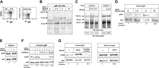 Figure 1. Cell-surface CD74 initiates a signaling cascade. (A) Splenocytes from control mice were triple stained with anti-B220, anti-IgD, and anti-CD74 or isotype-matched antibodies. Dot plots show cell-surface CD74 expression on mature cells (IgD+ and B220+) and immature cells (IgD– and B220+). (B-C) IgD+ B cells from control mice were stimulated for various time periods with anti-CD74 antibody (B). Control IgD+ B cells or B cells from CD74–/– mice were incubated in the presence or absence of anti-CD74 antibody or irrelevant anti-ID2 antibody for 5 minutes (C). Immediately after stimulation, cells were washed and fast frozen in liquid N2. Next, the cells were lysed as described in “Materials and methods,” and the lysates were separated on 10% (wt/vol) SDS-PAGE and blotted with anti–p-Tyr antibody followed by HRP-conjugated antimouse antibodies. The membrane was then stripped and blotted with antitubulin (C). The arrows indicate bands of 130, 72, and 55 kDa. (D-F) IgD+ B cells from control mice were stimulated for various time points with anti-CD74 antibody (D). CD74–/– B cells were incubated in the presence or absence of anti-CD74 antibody (E). Control IgD+ B cells were incubated in the presence or absence of anti-CD74 antibody for 5 minutes in the presence or absence of the PI3K inhibitors, wortmannin (wort) or LY 294002 (LY) (F). Immediately after stimulation, cells were washed and fast frozen in liquid N2. Next, the cells were lysed as described in “Materials and methods,” and the lysates were separated on 10% (wt/vol) SDS-PAGE and blotted with anti–p-Akt or anti-Akt antibodies. (G) Control IgD+ B cells or B cells from CD74–/– mice were incubated in the presence or absence of anti-CD74 antibody or anti-CD8 antibody (isotype control) for 5 minutes. Immediately after stimulation, cells were washed and fast frozen in liquid N2. Next, the cells were lysed and a fraction was saved for total Syk analysis. Phosphorylated proteins from the rest of the lysate were immunoprecipitated with anti–p-Tyr antibodies. Immunoprecipitates and total lysate were separated on 10% (wt/vol) SDS-PAGE and blotted with anti-Syk antibodies as described in “Materials and methods.” The intensity of the phosphorylated band following each treatment was divided by the intensity of the nonphosphorylated band in each lane. The activation-fold ratio in the absence of any treatment was normalized to 1, and the ratio for each treatment was calculated as the intensity of the treatment sample relative to 1. The results presented are representative of at least 5 different experiments.