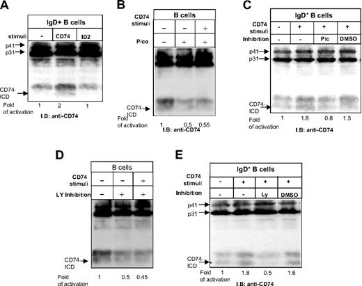 Figure 2. CD74 stimulation induces its intramembrane cleavage. (A) IgD+ B cells from control mice were stimulated for 30 minutes with or without anti-CD74 or anti-CD8 antibodies. Cells were then lysed by hot-SDS, and lysates were separated on Tricine gel and analyzed with the IN1 rat monoclonal antibody, which recognizes the CD74 cytosolic domain, followed by anti–rat HRP antibodies. (B-E) B cells stimulated with or without anti-CD74 antibody in the presence or absence of the Syk inhibitor, piceatannol (Pic; 10 μM) (B-C) or (D-E) in the presence or absence of the PI3K inhibitor, LY 294002 (LY; 2.5 nM). Cells were then lysed by hot-SDS and lysates were separated on Tricine gel and analyzed with IN1 rat monoclonal antibody followed by anti–rat HRP antibodies. The CD74 isoforms p31 and p41 and the released CD74 fragment (CD74-ICD) are indicated. The intensity of the CD74-ICD band following each treatment was divided by the intensity of the p31 band in each lane. The CD74/ICD ratio in the absence of any treatment was normalized to 1, and the ratio for each treatment was calculated as the intensity of the treatment sample relative to 1.The results presented are representative of at least 3 different experiments.