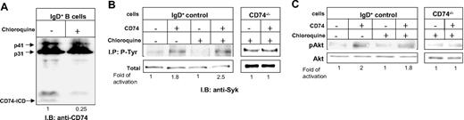 Figure 3. The CD74 signaling cascade induces the intramembrane cleavage. (A) Purified IgD+ B cells were preincubated with or without chloroquine (100 μM) for 1 hour. Cells were then lysed by hot-SDS, and lysates were separated on Tricine gel and analyzed with the IN1 rat monoclonal antibody, which recognizes the CD74 cytosolic domain, followed by anti–rat HRP antibodies. Positions of the CD74 isoforms, p31 and p41, and of the released CD74 fragment (CD74-ICD) are indicated. (B-C) IgD+ B cells from control mice and CD74–/– B cells were pretreated with or without chloroquine. Cells were then incubated with or without anti-CD74 antibody for 5 minutes. Immediately after stimulation, cells were washed and fast frozen in liquid N2. (B) Next, the cells were lysed and a fraction was saved for total Syk analysis. Phosphorylated proteins from the rest of the lysate were immunoprecipitated with anti–p-Tyr antibodies. Immunoprecipitates and total lysate were separated on 10% (wt/vol) SDS-PAGE and blotted with anti-Syk antibodies. (C) Next, the cells were lysed, and lysates were separated on 10% (wt/vol) SDS-PAGE and blotted with anti–p-Akt or anti-Akt antibodies. The intensity of the phosphorylated band following each treatment was divided by the intensity of the nonphosphorylated band in each lane. The activation-fold ratio in the absence of any treatment was normalized to 1, and the ratio for each treatment was calculated as the intensity of the treatment sample relative to 1. The results presented are representative of at least 3 different experiments.