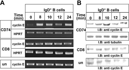 Figure 6. CD74 downstream signaling cascade induces cyclin E expression. (A-B) Cyclin E expression. IgD+ B cells from control mice were stimulated with anti-CD74 antibody or nonspecific anti-CD8 antibody for various time periods. (A) Total RNA was isolated, and reverse transcription was carried out using Superscript II RT. (B) Cells were lysed, and lysates were separated on SDS-PAGE and blotted with anti–cyclin E or antitubulin antibodies.