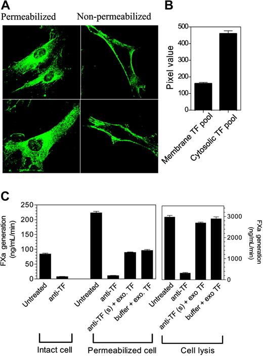 Figure 1. Cellular distribution of tissue factor in fibroblasts. (A) Immunostaining of tissue factor. Nonpermeabilized and Triton X-100–permeabilized WI-38 lung fibroblasts were immunostained with polyclonal rabbit anti–human TF IgG (10 μg/mL), followed by Oregon Green–conjugated anti–rabbit IgG. Fluorescence was viewed with a Perkin Elmer UltraVIEW laser scanning confocal microscope. (B) Quantification of the plasma membrane and intracellular tissue factor. TF levels at the plasma membrane and in the intracellular pool were determined by measuring pixel density of the fluorescence of immunostained cells using 3-D reconstructed images of z slices. The difference in the pixel density between the nonpermeabilized and permeabilized cells was taken as an estimate of the TF in the intracellular compartment (n = 31 cells from 4 different experiments, mean ± SEM). (C) Functional activities of the cell surface and the intracellular tissue factor. Tissue factor activity at the cell surface was blocked by incubating the intact cells with anti-TF IgG (10 μg/mL) for 1 hour at 4°C. Unbound antibodies were removed and the cells were washed 3 times before they were permeabilized by Triton X-100 (0.01% for 10 minutes) or lysed by freeze-thawing. TF activity was measured by adding FVIIa (10 nM) and factor X (175 nM), and measuring the generation of FXa in a chromogenic assay. To demonstrate that there were no free/excess anti-TF antibodies in the experimental system, a small amount of purified relipidated TF (to permeabilized cells) or fibroblast cell lysate (to lysed cells) was added to cells whose surface TF activity was blocked by anti-TF antibodies or to a buffer (n = 3; mean ± SEM).