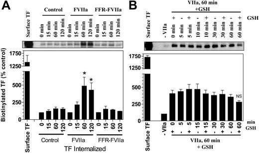 Figure 3. Factor VIIa–induced internalization and recycling of tissue factor. (A) Fibroblasts were surface-labeled with sulfo NHS-SS-biotin at 4°C and then incubated at 37°C for varying times with a control buffer or the buffer containing FVIIa or FFR-FVIIa (10 nM). The cells were then treated with the reducing agent, lysed, and immunoprecipitated with anti-TF beads. The immunoprecipitated samples were analyzed for the biotin to identify the internalized TF. TF biotin signal detected in cells that were treated with the reducing agent immediately following the biotinylation was taken as 100%. To show the extent of cell-surface TF biotinylation, immunoprecipitates of cells that were not treated with the reducing agent were analyzed for the biotin label. *Values significantly differ from the TF internalized in the absence of FVIIa (P < .02). (B) To measure the recycling of the internalized cell-surface TF, biotin-labeled cells were first incubated with FVIIa at 37°C for 60 minutes to allow TF internalization. Cells were washed with PBS, and the internalized receptors were chased by reincubation at 37°C for various time periods in duplicate samples. After the incubation, only 1 of 2 samples was reduced again. The cells were lysed and subjected to TF immunoprecipitation, followed by immunoblotting. Differences between the chased cells that were treated or not treated with the reducing agent represent the amount of TF recycled back to the cell surface. NS denotes no statistically significant difference. The data shown in the figure represent mean ± SEM (n = 3 to 6 for A, n = 3 for B).