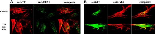 Figure 5. Increase in tissue factor concentration in endosomes in response to factor VIIa. Fibroblasts were exposed to control vehicle or FVIIa (10 nM) for 2 hours at 37°C. The cells were fixed, permeabilized, and immunostained with anti–human TF and antibodies against either EEA1 (A) or rab5 (B). Left panel represents TF staining, middle panel represents the staining for early endosomes (EEA1 or rab5), and the right panel represents the overlay of TF and EEA1 (or rab5) staining.