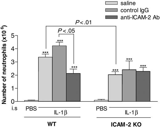 Figure 1. Effect of anti–ICAM-2 mAb on IL-1β–elicited neutrophil migration into the peritoneal cavity of WT and ICAM-2–deficient mice. Animals were treated intraperitoneally with PBS or IL-1β (10 ng per cavity) 4 hours prior to peritoneal lavage. In additional groups of animals, mice were pretreated intravenously with anti–ICAM-2 mAb 3C4 (3 mg/kg) or isotype-matched control antibody (3 mg/kg) 15 minutes before the intraperitoneal administration of IL-1β. The figure shows the number of neutrophils that transmigrated into cavities. The data represent mean ± SEM from 3 to 8 mice per group. ***P < .001 versus responses obtained from saline-injected animals. Additional statistical comparisons are indicated by lines.