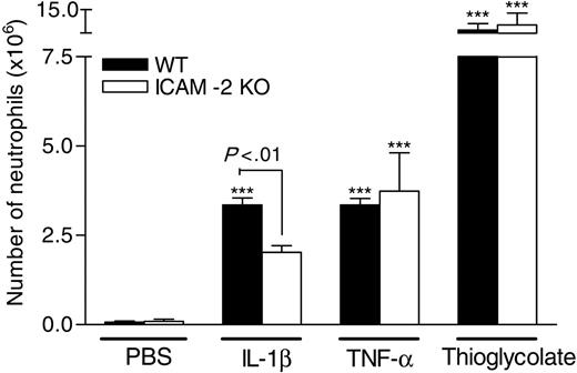 Figure 2. Migration of neutrophils into the peritoneal cavity of WT and ICAM-2–deficient mice in response to different stimuli. WT and ICAM-2 KO mice were treated intraperitoneally with PBS (1 mL), IL-1β (10 ng/mL per cavity), TNF-α (100 ng/mL per cavity), or thioglycolate (4% solution in 1 mL per cavity). Four hours later, the peritoneal cavity was opened via a midline incision and the cavity lavaged with PBS (containing 0.25% BSA and 2 mM EDTA). Results represent the number of neutrophils that migrated into cavities. The data are presented as mean ± SEM of 3 to 7 animals. ***P < .001 versus responses obtained from saline-injected animals. In addition, significant differences between the 2 strains of mice are indicated by lines.