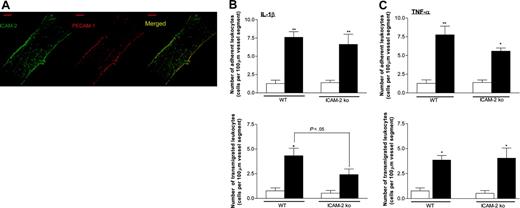 Figure 3. IL-1β– and TNF-α–induced leukocyte responses in mouse cremasteric venules of WT controls and ICAM-2–deficient mice as observed by intravital microscopy. (A) The expression profiles of ICAM-2 and PECAM-1 in representative cremasteric venules of WT mice. Unstimulated cremaster muscles were immunostained and observed for the expressions of ICAM-2 and PECAM-1, as detailed in “Materials and methods.” The figure also shows merged images captured from the 2 channels used. Each image is representative of that obtained from 3 to 5 vessels per tissue (n = 3 mice per group). Bar = 20 μm. (B-C) Mice (WT controls or ICAM-2 KO mice) treated with intrascrotal saline (400 μL per cavity, open bars), IL-1β (50 ng per mouse, closed bars), or TNF-α (300 ng per mouse, closed bars); 4 hours later, leukocyte responses were quantified as detailed in “Materials and methods.” The data represent mean ± SEM of 3 to 7 animals. *P < .05 and **P < .01 versus saline-treated levels. In addition, significant differences between the 2 strains of mice are indicated by lines.