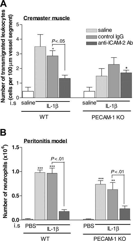 Figure 5. Effect of anti–ICAM-2 mAb on IL-1β–stimulated leukocyte transmigration in the cremaster muscle and peritoneal cavity of WT and PECAM-1–deficient mice. Wild-type or PECAM-1–deficient mice were injected with intrascrotal (A) or intraperitoneal (B) saline/PBS or IL-1β (50 ng per mouse and 10 ng per cavity, respectively) 4 hours before quantification. In additional groups of mice, IL-1β–injected mice were also pretreated with an isotype-matched control antibody or the anti–ICAM-2 mAb 3C4 (both at 3 mg/kg intravenously) 15 minutes prior to administration of IL-1β. The data represent mean ± SEM from 2 to 9 mice per group in panel A and 3 to 7 mice per group in panel B. *P < .05, **P < .01, and ***P < .001 versus responses obtained from saline-injected animals. Additional statistical comparisons are indicated by lines.