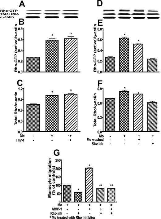 Figure 4. Coculture of BMVECs with monocytes leads to Rho activation, and Rho inhibitor blocks monocyte migration. (A-C) The content of both active Rho-GTP and total Rho was measured in BMVECs or BMVECs cocultured with infected or uninfected monocytes for 2 hours. (A) Representative immunoblots of active Rho-GTP, total Rho, and internal standard, actin. (B) Ratio of Rho-GTP/actin. (C) Ratio of total Rho/actin. (D-E) After 2 hours of coculture, monocytes were washed from BMVECs (removing more than 90% of applied monocytes) or kept on BMVECs. The active form of Rho was derived mainly from BMVECs in coculture because monocyte removal slightly diminished Rho-GTP content in protein extracts (bar 2 versus bar 3). Pretreatment of BMVECs with Rho inhibitor, C botulinum C3 transferase (4 hours; 50 μg/mL), prevented Rho activation in coculture. (D) Representative immunoblots of active Rho-GTP, total Rho, and internal standard, actin. (E) Ratio of Rho-GTP/actin. (F) Ratio of total Rho/actin. Results were expressed as the ratio of target protein immunoreactivity to that of the internal standard, actin. Each bar represents the mean value of 4 replicates ± SEM. P < .01 compared with endothelial cells without monocyte coculture. (G) Migration of fresh 105 monocytes applied to BBB constructs was studied in response to MCP-1 (5 ng/mL in the bottom chamber). Pretreatment of BMVECs in the top chamber with C3 transferase (4 hours; 50 μg/mL) diminished monocyte migration across the BBB by 50% (without MCP-1) or 63% (with MCP-1) compared with respective controls. Pretreatment of monocytes with C3 transferase (4 hours; 50 μg/mL#) resulted in 60% inhibition of migration. Results were normalized to migration of monocytes without MCP-1 (a value of 100%). Values represent the mean of quadruplicate determinations ± SEM. *P < .01 compared with BBB constructs without pretreatment and MCP-1 application. **P < .01 compared with BBB constructs with MCP-1 application. Results of 1 representative experiment are shown.