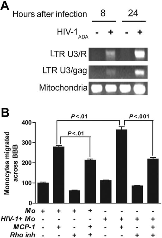 Figure 5. Rho inhibitor blocks migration of HIV-1–infected monocytes. (A) Cells were infected with HIV-1ADA Eight and 24 hours after infection, and cells were lysed for viral DNA analysis. Primers that specifically amplified early and late products of reverse transcription were used. The PCR-amplified products were quantified on a PhosphorImager after hybridization. A representative experiment is shown. (B) HIV-1–infected (18 hours after infection) or uninfected monocytes (105) were applied to BBB constructs, and their migration was studied in response to MCP-1 (5 ng/mL in the bottom chamber). Pretreatment of the top-chamber BMVECs with C botulinum C3 transferase (24 hours; 10 μg/mL) diminished migration of infected and uninfected cells by 40% and 25%, respectively, across the BBB. Results were normalized to migration of uninfected monocytes without MCP-1 (a value of 100%). Values represent the mean of quadruplicate determinations ± SEM. Results of 1 representative experiment are shown.