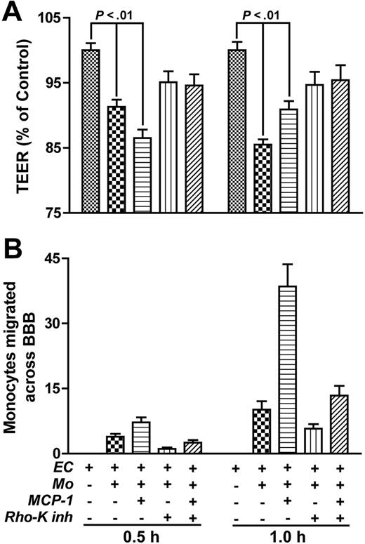 Figure 8. Pretreatment of endothelial cells with RhoK inhibitor diminishes monocyte migration and prevents TEER decrease. (A) TEER was investigated after application of 105 monocytes to the BBB (with or without addition of MCP-1 to the lower chamber). Application of monocytes (0.5 and 1 hours) resulted in a significant decrease of TEER that paralleled the rate of monocyte migration into the lower chamber (B). Pretreatment of endothelial cells in the upper chamber with RhoK inhibitor, Y-27632 (2 hours; 10 μM), attenuated the TEER decrease and diminished monocyte migration across the BBB. TEER results (A) were normalized to measurements in the BBB without monocytes (a value of 100%). Migrated monocytes (immunostained with CD68) were counted in 20 random fields (objective, × 20) in each well. Values represent mean of quadruplicate determinations ± SEM.