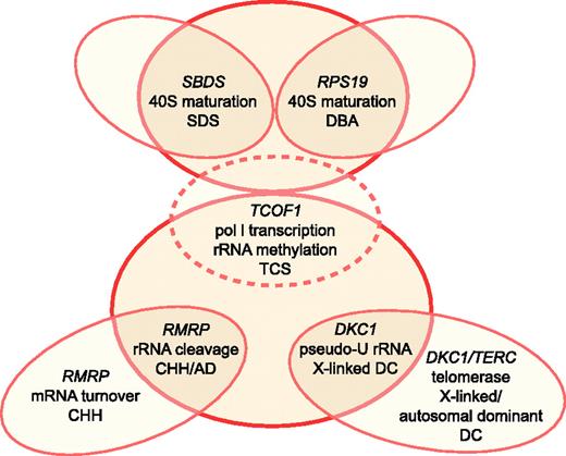 Figure 1. Schematic relationship between ribosome synthesis and SDS, DBA, TCS, CHH, AD, and DC. TCS is depicted by dotted lines, as it does not cause bone marrow failure. Putative functions in ribosomal biogenesis attributed to each gene product include 40S ribosomal subunit maturation, RNA polymerase I (pol I) transcription, rRNA methylation, rRNA cleavage, and pseudouridylation (pseudo-U) of rRNA. Illustration by Frank Forney.