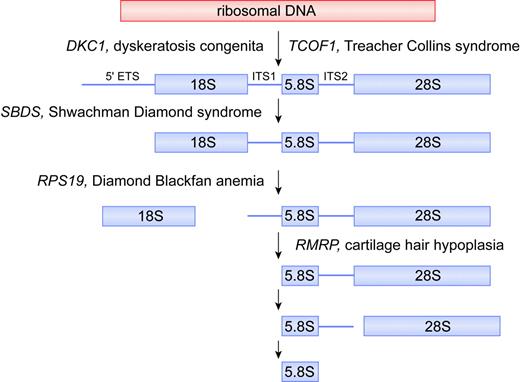 Figure 2. Putative biochemical function for DKC1, TCOF1, SBDS, RPS19, and RMRP in ribosomal biogenesis. For simplicity, the mammalian rRNA processing pathway is depicted, whereas the putative function of each gene product is deduced from data obtained from yeast and human orthologs. In the mammalian rRNA processing pathway, cleavages at the external transcribed sequence (5′ETS) and internal transcribed sequences (ITS1 and ITS2) lead to maturation of 18S, 5.8S, and 28S rRNA species. The 18S rRNA is a component of the 40S ribosomal subunit. The 5.8S and 28S rRNAs, together with the 5S rRNA (not shown), are components of the 60S ribosomal subunit. The 40S and 60S subunits are assembled into 80S ribosomes. Illustration by Frank Forney.