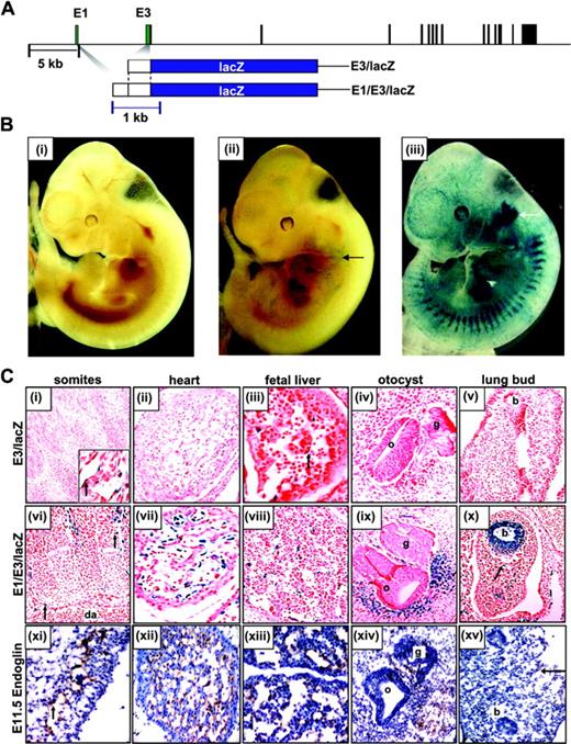 Figure 2. The –8 region (E1) enhances endothelial activity of the promoter region (E3) in transgenic mice, and also targets the developing ear and lung. (A) Transgenic reporter constructs in relation to the endoglin locus. The exons and enhancer fragments are drawn to scale and are represented as black and green rectangles, respectively. The 5-kb and 1-kb scale bars apply to the endoglin locus and the LacZ constructs, respectively. (B) Representative E11.5 embryos stained with X-Gal for LacZ expression (blue). (Bi) The wild-type embryo shows no staining. (Bii) A E3/LacZ transgenic embryo showing weak LacZ expression (blue) in the vascular network (black arrow). (Biii) A E1/E3/LacZ transgenic embryo showing strong LacZ expression in the vascular network and around the developing ear (white arrow). (C) Histologic analysis of tissue sections from X-Gal–stained transgenic embryos in panel B. (Ci-v) Tissue sections from E3/LacZ embryos. (Ci) Somites showing occasional endothelial staining (arrow in inset). (Cii) The heart shows no staining. (Ciii) The fetal liver showing occasional endothelial staining (arrow). (Civ) The developing otocyst and (Cv) lung bud show no staining. (Cvi-x) Tissue sections from E1/E3/LacZ embryos. (Cvi) The dorsal aorta and intersomitic vessels showing strong endothelial staining (arrows). (Cvii) The heart showing strong staining in the endocardium. (Cviii) The fetal liver showing staining in the endothelial cells lining the hepatic sinusoids. (Cix) The otocyst and facioacoustic ganglion showing strong staining in the mesenchyme adjacent to the otocyst. (Cx) The lung bud showing staining in the bronchial epithelium and parenchyma (arrow). (Cxi-xv) Frozen sections of an E11.5 embryo stained with an anti–mouse endoglin antibody. Endoglin-positive cells stain a brown color. (Cxi) Section through blood vessels showing endoglin expression in the endothelium (arrow). (Cxii) Section through the heart showing staining of the endocardium. (Cxiii) Section through the fetal liver showing staining of cells lining the hepatic sinusoids. (Cxiv) Section through the otocyst showing staining of cells in the surrounding mesenchyme. (Cxv) Section through the fetal lung bud shows no staining within the bronchial wall but staining in the endothelial lining of a blood vessel (arrow). b indicates bronchus; da, dorsal aorta; g, ganglion; and o, otocyst.