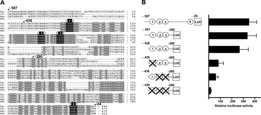Figure 3. Conserved Ets transcription factor binding sites are required for promoter activity. (A) Nucleotide sequence alignment of the promoter region (E3) with conserved Ets binding sites marked in black (1-4) and other conserved sequence blocks in gray. (B) Shown on the left are the reporter constructs of human wild-type and mutated E3 fragments inserted upstream of the promoterless pGL2basic vector. The conserved Ets binding sites are represented as circles numbered 1-4 and are crossed out where mutated. Shown on the right are the results of stable transfection assays in MS1 cells corresponding to each construct. The luciferase activities are given as fold increases over the activity of the basic (pGL2B) vector. Each bar is the mean of the relative luciferase activity from at least 2 experiments performed in triplicate ± SD.