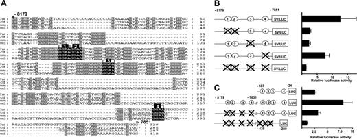 Figure 4. Activity of the –8 core enhancer requires conserved Ets transcription factor binding sites. (A) Nucleotide sequence alignment of the –8 enhancer (E1) with conserved Ets binding sites marked in black (1-4) and other conserved sequence blocks in gray. (B) Shown on the left are the reporter constructs of human wild-type and mutated E1 fragments inserted upstream of the SV promoter of the pGL2p vector. As in Figure 3, the conserved Ets binding sites are represented as circles numbered 1-4 and are crossed out where mutated. The constructs were stably transfected into MS1 cells and the results are shown on the right. The luciferase activities are given as fold increases over the activity of the pGL2p vector and represent the mean results of at least 2 experiments performed in triplicate ± SD. (C) Shown on the left are reporter constructs of wild-type and mutated E1 fragments inserted upstream of the wild-type and mutated promoter (E3) fragment. The constructs were stably transfected into MS1 cells, and the results are shown on the right. The luciferase activities are given as fold increases over the activity of the construct with mutation of all Ets binding sites in E1 and E3.