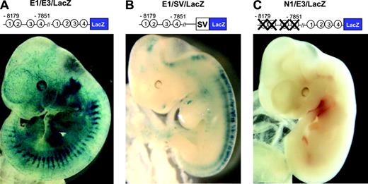 Figure 5. The promoter region of endoglin and conserved Ets binding sites are required for the in vivo endothelial activity of the –8 enhancer. E11.5 F0 embryos were generated using either (A) E1/E3/LacZ (wild-type –8 enhancer with the endoglin promoter), (B) E1/SV/LacZ (wild-type –8 enhancer with the SV minimal promoter), or (C) N1/E3/LacZ (mutant –8 enhancer with the endoglin promoter). Representative F0 embryos are shown for each construct.
