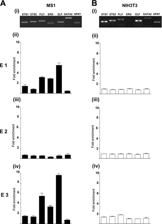 Figure 6. Fli-1, Erg, and Elf-1 bind the –8 enhancer and the promoter region of endoglin in MS1 cells but not NIH3T3 cells. (A) The expression profiles of selected Ets and GATA factors and their enrichment at E1-E3 segments in endoglin expressing MS1 endothelial cells. (Ai) Expression analysis by RT-PCR. (Aii) Chromatin immunoprecipitation assays were performed with anti-Ets1, anti-Ets2, anti–Fli-1, anti-Erg, anti–Elf-1, anti-GATA2, and control immunoglobulin G (IgG) antibodies. The DNA content of the immunoprecipitates was analyzed by real-time PCR for the conserved segments E1-E3. The level of enrichment with each antibody was normalized to the levels obtained with the control IgG and plotted as a fold increase over the level of enrichment at a control region (3′ UTR of endoglin). Fli-1, Erg, and Elf-1 are significantly enriched at E1 and E3 but not E2. (B) The expression profiles of selected Ets and GATA factors and their enrichment at E1-E3 segments in endoglin nonexpressing NIH3T3 fibroblasts. (Bi) RT-PCR expression analysis. Erg is not expressed in NIH3T3 cells. (Bii) Chromatin immunoprecipitation assay. None of the Ets and GATA factors were bound to E1-E3 segments in NIH3T3 cells. Error bars indicate standard deviation.