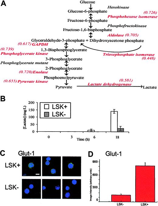 Figure 3. Glycolytic flux in LSK+ and LSK– cells. (A) A schematic diagram of the glycolytic pathway. Enzymes identified in the iTRAQ experiment are shown in red type, along with their relative expression ratio as LSK–/LSK+, showing that all enzymes identified in this experiment are found at higher levels in LSK+ cells. (B) LSK+ and LSK– cells were cultured for 3, 6, and 18 hours. Lactate production was measured in the medium and after 6 and 18 hours and was significantly different between LSK+ and LSK– cells (P < .05). Error bars show standard error of the mean (n = 3). (C) Cytospin slides of LSK+ or LSK– hematopoietic cells were immunostained for GLUT1. Single deconvolved images of hematopoietic cells stained for GLUT1 (green) and the nucleus (DAPI) are shown. Bar shown is 10 μM. (D) Image intensity analysis of cells showed LSK+ cells were significantly different from those of LSK– (P < .05) for GLUT1 expression.
