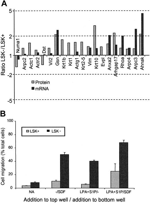 Figure 4. LSK+ cells and LSK– cells show differential expression of motility-associated proteins. (A) Histogram showing the relative protein (▦) and mRNA (▪) expression ratios of cell-motility associated proteins between LSK+ and LSK– cells. For gene name definitions, see Table 3. All proteins were significantly different (P < .05) between the 2 cell types. (B) Transwell migration assay to compare the motile responses of LSK+ and LSK– cells. Basal motility and chemokinetic responses to LPA and S1P were assessed in the presence or absence of the chemotactic factor SDF-1.15 Results shown are the mean values for the numbers of cells that migrated to the bottom chamber, expressed as a percentage of total cells present (n = 3). Significantly different responses were seen between LSK+ cells and LSK– cells for all conditions (P < .05, n = 3).
