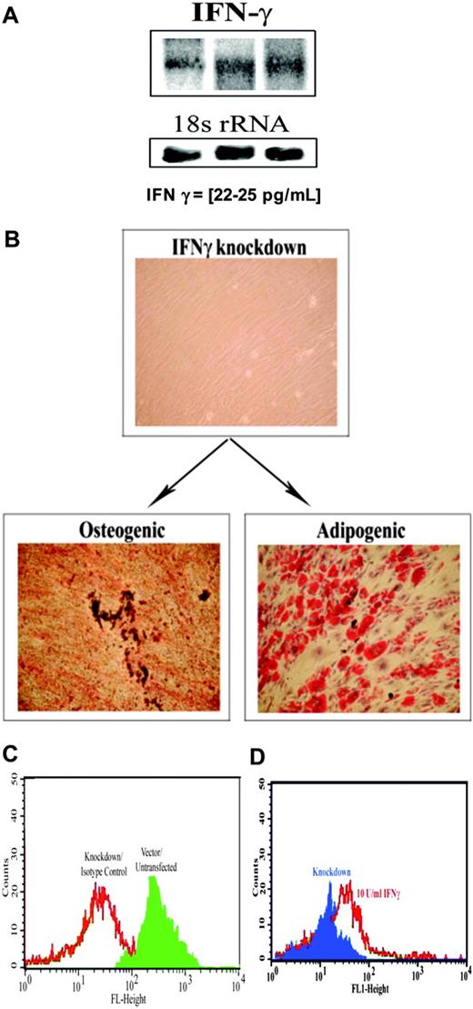 Figure 3. Role of endogenous IFNγ in MHC-II expression. (A) Northern blots for IFNγ using total RNA from MSCs derived from 3 different BM donors. Normalization was done with a cDNA probe for 18S rRNA. (B) Representative osteogenic and chondrogenic differentiation with MSCs, stably knocked down for IFNγ. (C) Representative flow cytometry for MHC-II in MSCs knocked down for IFNγ. (D) IFNγ (10 U/mL) was re-added to cultures of knockdown MSCs. After 24 hours, the cells were studied for MHC-II by flow cytometry. Figure represent 4 experiments, each with a different donor.