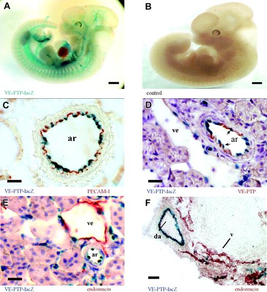 Figure 2. VE-PTP is predominantly expressed on arterial endothelium. (A) Whole-mount β-galactosidase staining of an E12.5 VE-PTP+/mt embryo showing a distinct vascular pattern of VE-PTP transcriptional activity (represented by the lacZ expression pattern), whereas the same staining of a wild-type littermate (B) was negative. (C-E) Cryosections of an adult VE-PTP+/mt heterozygous kidney. (C) An arterial vessel (ar) is immunolabeled for PECAM-1 (red) and endothelial nuclei are β-galactosidase stained (blue), recording VE-PTP transcriptional activity. (D) Immunolabeling for VE-PTP with mAb 109.3 (red) and β-galactosidase staining (arrows depict endothelial nuclei). Note that VE-PTP protein and transcriptional expression are more prominent in arterial endothelium (ar) than in venular endothelium (ve). (E) Immunolabeling for endomucin (red) stains predominantly venular endothelium (ve), whereas the β-galactosidase staining is more prominent in nuclei of arterial endothelium (ar). (F) Cryosection of an E12.5 VE-PTP+/mt embryo stained like sections in panel E. Note transcriptional activity of VE-PTP in the dorsal aorta (da, blue), but only weakly in neighboring venules (v), stained for endomucin (red). Bars represent 500 μm (A-B) and 20 μm. Objectives used: (A-B) Plan S 1 ×/0.085 numeric aperture (NA); (C-F) Plan Apochromat 20 ×/0.60 NA.