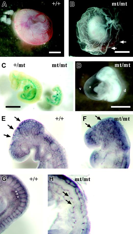 Figure 3. Developmental defects in VE-PTP-lacZ homozygous embryos. (A) Normal vascularization in an E9.5 wild-type yolk sac. (B) Pale yolk sac of a VE-PTPmt/mt embryo with blood islands (arrows). (C) Growth retardation in a rare E10.0 homozygous VE-PTP mutant, stained for β-galactosidase. The VE-PTP+/mt embryo on the left had 25 somite pairs, whereas its VE-PTPmt/mt littermate on the right was less than half the size and had only 10 somite pairs. (D) Pale-looking E9.5 VE-PTP homozygous mutant embryo with severely enlarged pericardium (asterisk). d indicates dorsal; v, ventral. (E-H) E9.0 embryos immunostained as whole mounts for PECAM-1. (E) Well-organized cerebral vascular network (arrows) in an E9.0 wild-type embryo brain. (F) Disconnected clusters of endothelial cells (arrows) in a VE-PTPmt/mt littermate. (G) Well-defined intersomitic sprouts (asterisks) in an E9.0 wild-type embryo, whereas intersomitic vessels (arrows) failed to develop in a homozygous mutant embryo (H). Bars represent 1 mm. A Plan S 1 ×/0.085 NA objective was used to visualize all images in these panels.