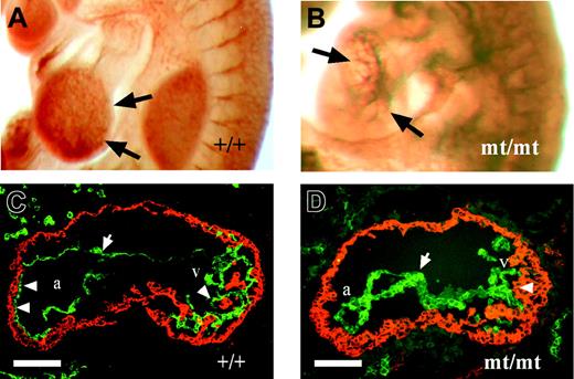 Figure 4. Abnormal heart development in VE-PTP mutant embryos. (A-B) E9.5 embryos immunostained as whole mounts for PECAM-1 show normal trabeculation (arrows) in wild-type hearts (A), and impaired ventricular trabeculation (arrows) in VE-PTP mutant hearts (B). (C-D) Cryosections through the heart regions of E9.5 wt (C) and VE-PTP homozygous mutant embryos (D). The myocardium was stained for N-cadherin (red) and the endocardium (arrow) for VE-cadherin (green). Whereas multiple attachment points between endocardium and myocardium are apparent in the atria of wt hearts (a) and trabeculation has started in the ventricular region (v) marked by arrowheads, the heart of mutant embryos showed alterations in endocardial cell morphology and failure of the endocardium to attach to the myocardium. Note the impaired myocardial trabeculation (arrowhead on the right). a indicates atrium of the heart; v, ventricle of the heart. Bars represent 100 μm. Objectives used: (A-B) Plan S 1 ×/0.085 NA; (C-D) Fluar 20 ×/0.75 NA.