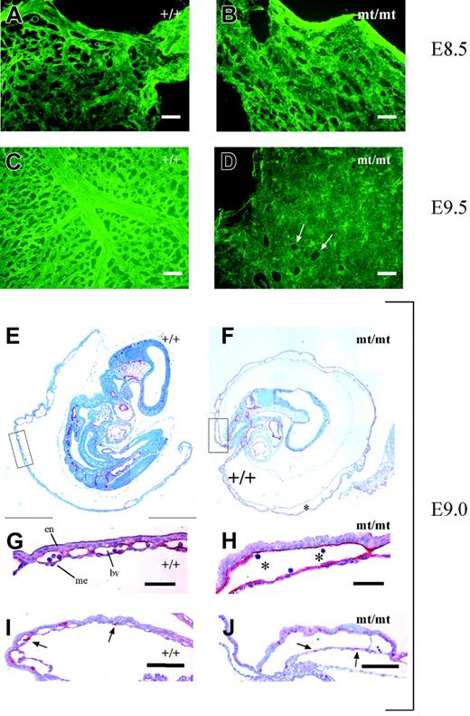 Figure 5. Vascularization defects in VE-PTP mutant yolk sac. (A-D) Yolk sacs of E8.5 and E9.5 wt and mt/mt embryos (as indicated) were stained by indirect immunofluorescence for PECAM-1 and mounted on poly-l-lysine–coated glass slides. Whereas the vessel network in the mt/mt yolk sacs of E8.5 embryos (B) consisted of a rather normal honeycomb-like vascular plexus, the E9.5 mt/mt yolk sac (D) contained enormous continuous layers of endothelium, in contrast to the well-developed hierarchic organization of large and small vessels in the wt yolk sac (C). Arrows in panel D mark endothelium-free areas. (E-F) Paraffin sections of E9.0 wt and mt/mt yolk sacs still containing the embryo proper were immunostained for endomucin. Note the dramatically enlarged vessels in the mt/mt yolk sac (asterisk). The boxed areas in panels E and F are shown at higher magnifications in panels G and H. en indicates endoderm; me, mesothelium; and bv, blood vessel. Asterisks indicate blood cells. (I-J) Paraffin sections of the yolks sacs of E9.0 wt and mt/mt embryos were stained for the proliferation marker phosphohistone-3. Arrows depict nuclei in endothelial cells. Bars represent 50 μm (A-D,G-H) and 100 μm (I-J). Objectives used: (A-D) Fluar 20 ×/0.75 NA; (E-F) Plan Apochromat 10 ×/0.45 NA; (G-J) Plan Apochromat 20 ×/0.60 NA.