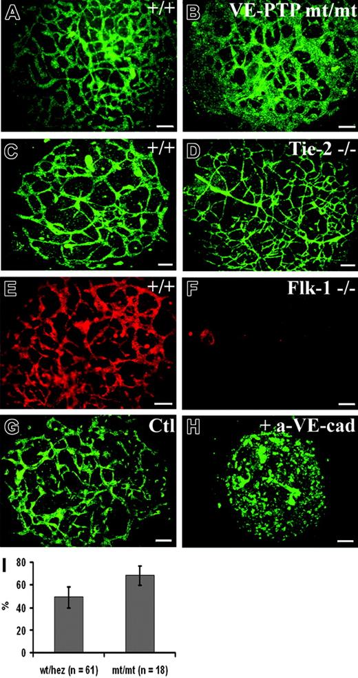 Figure 6. Explants of homozygous VE-PTP mutant allantois fail to undergo normal vascular morphogenesis in culture. (A-H) E8.5 allantoides of embryos of the following genotypes were explanted and cultured for 22 hours: wt (A,C,E,G), VE-PTP homozygous mutant (B), Tie-2–/– (D), Flk-1–/– (F), and wt (H); the latter was treated with blocking antibody against VE-cadherin. The vascular network was stained by indirect immunofluorescence either for VE-cadherin (A-F) or for PECAM-1 (G-H). Note that the VE-PTP mt/mt allantois displayed a reduction in the amount of avascular space and contained unusually large areas covered with endothelial cells. In contrast, wt and Tie-2–/– allantoides contained normal filigran networks of endothelial cords. As expected, no cordlike vascular structures were detected in the Flk-1–/– allantois. The allantois shown in panel H was cultured in the presence of an adhesion-blocking antibody against VE-cadherin, causing a complete disruption of vascular structures, while no such effect was seen in the control (G) treated with an isotype-matched control mAb. Bars represent 100 μm. (I) Percentage of surface area (±SD) stained for PECAM-1 in E8.5 wt/heterozygous and VE-PTPmt/mt cultured allantoides explants, with the total area of each explant set at 100%. The fraction of PECAM-1–positive areas was 39% ± 8.7% larger in VE-PTPmt/mt than in wt/heterozygous allantoides (P < .01). An HC Plan Apochromat 20 ×/0.70 NA objective was used to visualize all images in these panels.