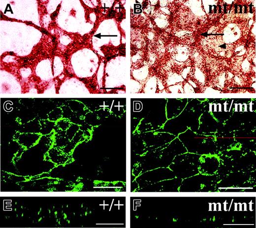 Figure 7. Endothelial cells grow as cell layers in cultured VE-PTP homozygous mutant allantoides. Allantoides were isolated from E8.5 wt (A,C,E) and VE-PTP mt/mt embryos (B,D,F) and cultured as explants for 22 hours. In panels A-B, they were stained by indirect immunoperoxidase staining for PECAM-1; in panels C-F, by indirect immunofluorescence for VE-cadherin. In panel B, note that the additional area covered by PECAM-1–positive endothelial cells (marked by an arrowhead) is less strongly stained than the cordlike structures (marked by an arrow), appearing to be “thinner” than the cords. Such a “thin” area stained for VE-cadherin is shown in panel D and compared with cordlike endothelial structures in panel C. The z-scans shown in panels E and F are taken from the micrographs in panels C and D, respectively, taken at the position of the red line. Note that the endothelium in the z-scan of the wt allantois showed a multilayered organization (E), whereas the endothelium in the mt/mt allantois appeared to be a single cell layer (F). Single endothelial cell layers ranged from 5- to 6-μm thickness in 10 analyzed areas, whereas the thickness of endothelial cord structures in mt allantoides was 16 to 20 μm (5 cords determined) and in wt allantoides 22.1 ± 7 μm (19 cords determined). Bars represent 100 μm (A-B) and 25 μm (C-F). Objectives used: (A-B) Plan Apochromat 20 ×/0.60 NA; (C-F) HC Plan Apochromat 20 ×/0.70 NA.