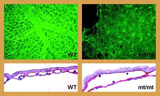 VE-PTP deficiency leads to enlarged yolk sac blood vessels. See the complete figure in the article beginning on page 4754.
