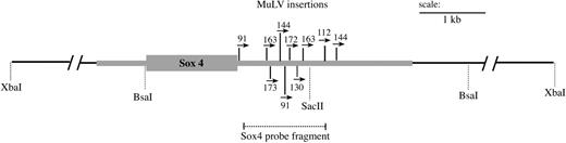 Figure 1. Identification of retroviral insertions clustered in the 3′ untranslated region of Sox4. Shown is a schematic of the Sox4 locus, containing the retroviral insertions identified in the AKXD-23 tumor DNA samples. The black line represents a 19.3-kb XbaI fragment containing the Sox4 gene with additional enzyme sites shown below. The single exon encoding the SOX4 protein is depicted by the large gray rectangle. The size of the 5′ and 3′ untranslated regions, represented by thick gray lines, was estimated based on the partial Sox4 mRNA sequence (GenBank) and the reported size of Sox4 mRNA.53 The MuLV insertions identified by SacII digestion and inverse PCR are shown as thin vertical lines. The numbers and arrows above each insertion indicate the tumor number from which it was identified and the orientation of the provirus relative to Sox4 transcription. The probe used to detect Sox4 in both Southern and Northern blots analyses is depicted by the dashed line.