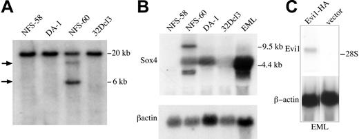 Figure 2. Survey of hematopoietic cell lines for retroviral insertions in Sox4 and expression of Sox4 mRNA. (A) Southern blot analysis of the NFS-58, DA-1, NFS-60, and EML cell lines. XbaI-digested DNA was separated by agarose gel electrophoresis, transferred to nylon membrane, and probed with the 3′ UTR Sox4 fragment shown in Figure 1. XbaI digest of wild-type alleles of murine Sox4 is predicted to yield a 20-kb band. The arrows indicate provirus-induced polymorphisms that are only seen in the NFS-60 DNA. (B) Northern blot analysis of logarithmically growing NFS-58, NFS-60, DA-1, 32Dcl3, and EML cell lines. Total RNA (10 μg) from each cell line was separated by formaldehyde agarose gel electrophoresis, transferred to nylon membrane, and sequentially probed with the 3′ UTR Sox4 fragment (Figure 1) and a murine β-actin fragment. Size markers are indicated on the right. (C) Assessment of Evi1 mRNA expression in EML cells (top row) by Northern blot analysis using a radiolabeled probe for Evi1. EML cells are transfected with either vector or with Evi1 expression plasmid as indicated. The same blot was hybridized for β-actin (bottom row).