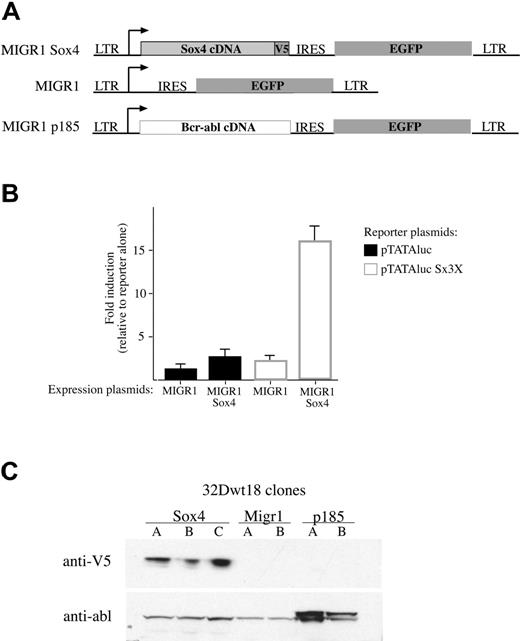 Figure 3. Analysis of the Sox4 retroviral vector. (A) Schematic of the MIGR1-based retroviral vectors. The complete cDNA of Sox4 (light gray rectangle) including a C-terminal V5 epitope tag (dark gray square) was inserted into the MIGR1 vector. The MIGR1 and the MIGR1-p185 vectors were gifts of Warren S. Pear. The MIGR1-p185 vector contains the complete Bcr-abl cDNA (dotted rectangle). All vectors contain an IRES (internal ribosome entry site) and the EGFP cDNA. The arrow depicts the start of transcription. (B) Results of transient cotransfection assays. NIH 3T3 cells were transiently cotransfected with either 5 μg MIGR1 or MIGR1-Sox4 expression plasmid (as indicated on the x-axis) and 1 μg of either reporter plasmid, pTATAluc (▪) or pTATAluc Sx3X (□). The pTATAluc Sx3X contains 3 copies of the SOX4 consensus binding site. Cells were harvested 48 hours following FuGene transfection, and lysates from an equal number of cells were analyzed for relative luciferase units (RLUs). The results are presented as the RLU value of cells transfected with both reporter and expression plasmids divided by cells transfected by reporter alone. Results are presented as an average of 2 experiments with the standard error indicated. (C) Western blot of 32Dwt18 clones. Single-cell-derived 32Dwt18 clones expressing GFP were isolated and expanded into clonal cell lines (Sox4 lines A-C, MIGR1 lines A-B, and p185 lines A-B). Nuclear extracts were isolated from an equal number of cells from each cell line. Equal volumes of extract were separated by SDS-PAGE electrophoresis and transferred to nitrocellulose membrane. Membranes were sequentially probed with anti-V5 and anti-abl antibodies. The anti-V5 antibody detects an approximately 47-kDa band in the Sox4 clones (top row), and the anti-abl antibody detects an approximately 185-kDa band in the p185 clones.
