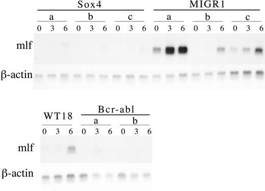 Figure 5. Northern blot analysis of MIGR1-Sox4 clones during myeloid differentiation. Single-cell-derived 32Dwt18 clones (Sox4 A-C, MIGR1 A-C, and Bcr-abl A-B) and wild-type 32Dwt18 cells were treated to differentiate in the presence of Epo (6 U/mL). Cultures were harvested from prior to differentiation treatment (day 0) or at days 3 and 6 following placement in media containing Epo and lacking IL-3. RNA was extracted from cells using RNAeasy (Qiagen). Total RNA (10 μg) was separated on a formaldehyde agarose gel, transferred to nylon membrane, and sequentially probed with murine lactoferrin (mlf) and β-actin.