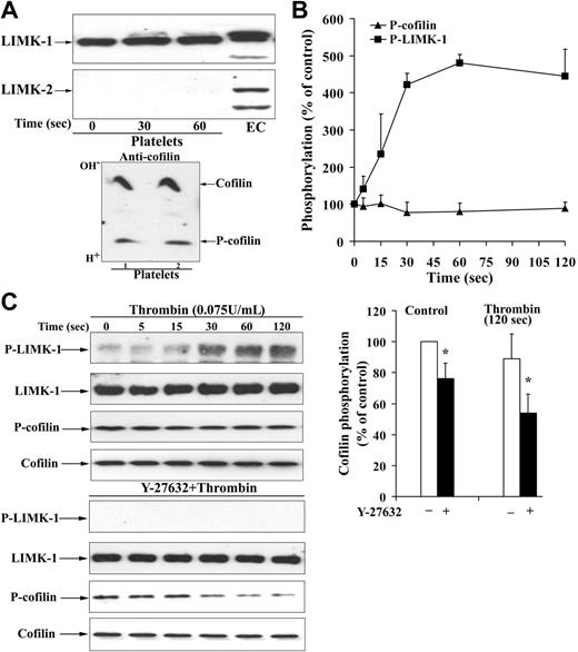 Figure 2. Rho kinase–dependent activation of LIMK-1 without stimulation of cofilin phosphorylation during shape change. (A, top) LIMK-1 but not LIMK-2 is expressed in platelets. Resting platelets, platelets stimulated for 30 and 60 seconds with thrombin, and endothelial-cell (EC) lysates were immunoblotted with specific anti–LIMK-1 and anti–LIMK-2 antibodies. (Bottom) Identification of cofilin in its unphosphorylated and phosphorylated states in resting platelets. Resting platelet lysates were subjected to isoelectric focusing (IEF) electrophoresis and subsequently immunoblotted with anti-cofilin antibody. Top band is the more basic, dephosphorylated form of cofilin and bottom band is the more acidic, phosphorylated form of cofilin. (B) LIMK-1 and cofilin phosphorylation during platelet shape change induced by thrombin (0.075 U/mL). Graphic representation of the result for LIMK-1 and cofilin phosphorylation. Values are the mean + SD for 3 independent experiments. (C) Effect of Y-27632 (20 μM) on LIMK-1 phosphorylation and cofilin phosphorylation in resting platelets and during thrombin (0.075 U/mL)–induced shape change. (Left) Representative immunoblots of platelets blotted with anti–phospho-LIMK-1/LIMK-2 (Thr508/505), anti–LIMK-1, anti–P-cofilin (Ser3) and anti-cofilin antibodies. (Right) Bar diagram showing cofilin phosphorylation of nontreated (□) and Y-27632-treated (▪) platelets in control and after thrombin stimulation (120 seconds). Values for cofilin phosphorylation in resting platelets and activated platelets are mean + SD of 8 and 4 independent experiments, respectively. *Statistically significant; P < .05 with respect to nontreated control.