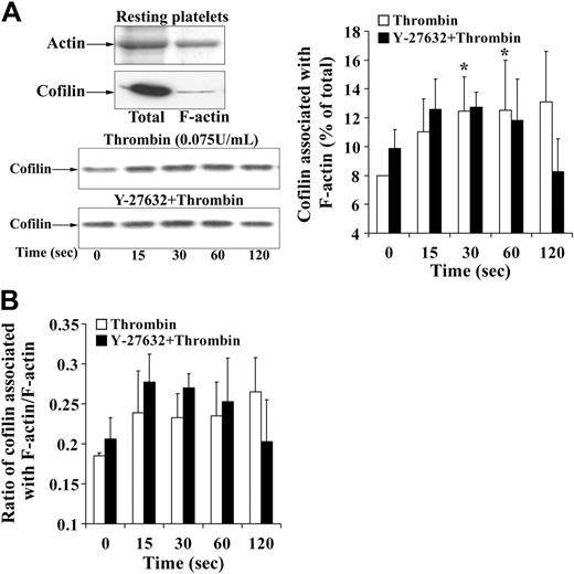 Figure 3. Cofilin association with F-actin during platelet shape change. (A, left, top) Representative gel and immunoblot of actin and cofilin, respectively. Total indicates whole platelets; F-actin, F-actin fraction of the same number of platelets. (Left, bottom) Immunoblot of cofilin associated with F-actin during thrombin-induced shape change. Effect of Y-27632. (Right) Graphic representation of the results. Values are the mean + SD for 4 independent experiments. *Statistically significant; P < .05 with respect to time (0 seconds) in nontreated samples. (B) Bar diagram showing the ratio of cofilin associated with F-actin to F-actin in nontreated platelets (□) and platelets treated with Y-27632 (▪) during thrombin-induced shape change. Values are the mean + SD for 4 independent experiments.