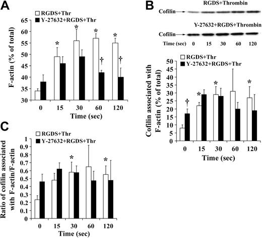 Figure 7. F-actin increase and association of cofilin with F-actin during thrombin-induced secretion: effect of Y-27632. Platelets treated with H2O (□) or Y-27632 (▪) were stimulated with thrombin (0.5 U/mL) in the presence of the integrin αIIbβ3 blocker RGDS (0.5 mM) and lysed with 1% Triton X-100 for isolation of F-actin. F-actin and cofilin associated with F-actin (percentage of total) were measured. (A) F-actin content, bar diagram. (B) Cofilin association with F-actin. (Top) Representative immunoblots. (Bottom) bar diagram (C) Bar diagram showing the ratio of F-actin–associated cofilin to F-actin. Values are the mean + SD for 4 independent experiments. *Statistically significant; P < .05 with respect to nonstimulated samples at 0 seconds. †Significance between control (□) and Y-27632 (▪)–treated platelets.