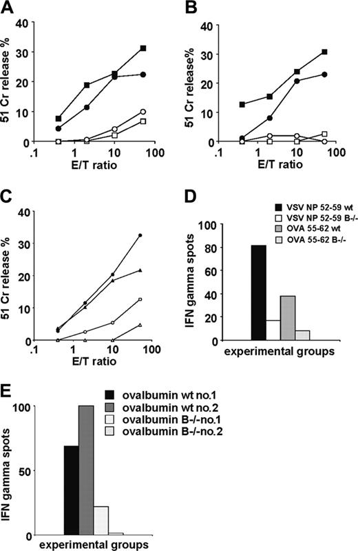 Figure 1. CTL priming in B-cell–deficient mice. Four CTL peptides of different MHC class I binding affinity were used as immunogens in B-cell–deficient mice and compared with wild-type C57BL/6 mice. Open symbols represent the cytolytic response in B-cell–deficient mice, and solid symbols represent responses in wild-type mice in all panels. Two experiments have been averaged (SD ≤ 6% lysis for all E/T ratios). (A) Specific lysis measured by 51Cr release using as immunogens 2 immunodominant and Th cell–independent viral sequences emulsified in IFA. (B) Immunization with the same CTL epitopes where T-cell help is provided by co-injection with a helper peptide, the sequence derived from the hepatitis B virus (HBV) HBc 128-140. (C) CTL induction following priming with 2 subdominant Th-dependent peptides co-injected with Th (HBc 128-140 for the CTL determinant LCMV NP 205-212 and OVA 323-336 for the CTL determinant OVA 55-62). (D) Representative ex vivo IFNγ measurement by the ELISPOT assay in response to the T helper–independent VSV NP 52-59 and T helper–dependent OVA 55-62 peptides, co-injected with the helper OVA 323-336 determinant (SD ≤ 2%). (E) Ex vivo IFNγ measurement by ELISPOT assay in CD4+ T-cell–depleted spleen cells in response to the whole OVA protein used as immunogen in CFA: representative CTL responses in 2 wild-type C57BL/6 mice and 2 B-cell–deficient mice from the same experiment.
