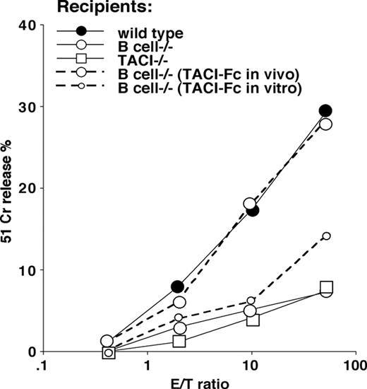 Figure 6. Requirement for B cells or TACI for DC priming in mice. VSV NP 52-59–specific cytolytic activity in mice primed with 2 × 106 mature, BLyShigh bone marrow–derived DCs pulsed with the VSV NP 52-59 peptide after terminal differentiation with TNFα. Three experiments, each containing 2 mice per group, have been averaged (SD ≤ 4 at all the E/T ratios studied). Three recipient mouse strains (wild-type C5BL7/6, and B-cell–deficient and TACI-deficient knockout strains) were used in these experiments, as indicated. To address the importance of TACI signaling in this priming protocol, 2 independent groups of B-cell–deficient mice have been treated either with TACI-Fc administered intraperitoneally 24 hours prior to and 48 hours after CTL priming, or TACI-Fc administered in vitro, the last 48 hours in DC cultures prior to peptide pulsing and in vivo transfer. The results of these experiments, shown with dotted lines, support the need for an ongoing TACI-BlyS signal during priming, as proven by the restored CTL induction in B-cell–deficient mice that received TACI-Fc in vivo but not in vitro (dotted lines).