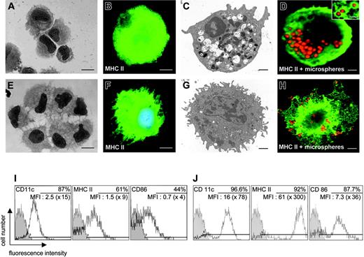 Figure 1. Generation of rat bone marrow-derived immature myeloid DCs. Rat bone marrow cultures were sequentially treated with Flt3-ligand + GM-CSF for 7 days and then GM-CSF + IL-4 for 3 days. Nonadherent cells were then harvested and characterized by using hematoxylin-eosin staining (A,E), immunocytofluorescence (B,F,D,H), electron microscopy (C,G), or FACS analysis (I). (A,D) Cells stained with hematoxylin-eosin show a round irregular morphology (A) or bear multiple dendrites (E). (B,F) Round irregular cells (B) as well as process-bearing cells (F) display strong immunostaining against MHC class II molecules. (C,G) Electron microscopy allows round irregular cells with numerous phagosomes and phagolysosomes (C) to be distinguished from process-bearing cells showing a less developed endosomal compartment (G). (D,H) The phagocytic activity of bone marrow-derived DCs was evaluated by adding, in the culture medium, fluorescent latex microspheres of 1-μm diameter for 24 hours. Using confocal microscopy, fluorescent microspheres (red) are observed in the cytoplasm of MHC class II+ round irregular DCs (D) or MHC class II+ (green) process-bearing DCs (H). The inset in panel D shows a high magnification view of MHC class II+ endocytic vesicles (green) having internalized fluorescent microspheres (red). (I) FACS analysis shows that cells uniformly express OX62, CD11c, and OX42, indicating they are myeloid dendritic cells. They also show low-to-intermediate levels of MHC class II molecules, CD80, and CD86, indicating they are immature DCs. (J) When stimulated with LPS, DCs acquire phenotypic features of mature DCs because they express high membranous levels of CD11c, MHC class II, and CD86 molecules as compared with control staining (gray curve). For results of FACS analysis, in each quadrant the percentage of cells is shown displaying fluorescence intensity above the background level obtained with a control antibody (gray curve), the mean fluorescence intensity (MFI), and the factor of MFI increase as compared with control MFI. Scale bars: 8 μm (A,E), 4 μm (B,F), 2 μm (C,G), 2 μm (D), 1.5 μm (inset in D), and 2 μm (H). Data shown are representative of at least 3 experiments.