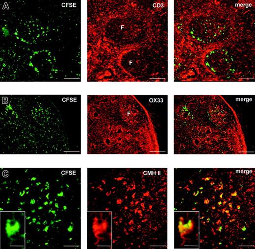 Figure 5. Targeting of CSF-injected DCs to B-cell follicles. To confirm the localization of CFSE-labeled DCs within B-cell follicles, immunostaining of CD3, CD45RA (OX33 expressed on B cells), or MHC class II molecules was performed on sections of cervical lymph nodes obtained from rats killed on day 3 after injection (n = 2). (A-B) Although some CFSE-labeled cells are present in the T-cell area (A), the majority are located within B-cell follicles (B). (C) Immunostaining of MHC class II molecules shows that CFSE-labeled DCs express MHC class II molecules within B-cell follicles of cervical lymph nodes. F indicates follicle. Scale bars: 200 μm (B), 100 μm (A), 50 μm (C), 10 μm (inset in panel C).