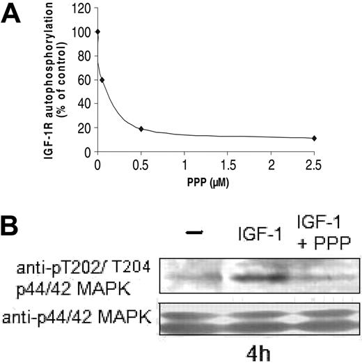 Figure 1. Inhibition of the downstream pathways of the IGF-1R by PPP. (A) IGF-1R isolated from 5T33MM cell lysates was incubated with different concentrations of PPP for 30 minutes, before kinase activation. IGF-1R autophosphorylation was detected by a sandwich ELISA. (B) 5T33MM cells were preincubated with 1 μM PPP for 4 hours before stimulation with IGF-1 (100 ng/mL for 10 minutes). Equivalent amounts of lysates were immunoblotted with anti–P-ERK1/2 and reblotted with anti-ERK1/2 to confirm equal loading. One experiment representative of 3 is shown.