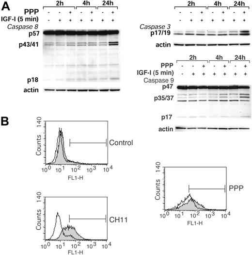 Figure 6. Effects of PPP on caspases. (A) Cleavage of caspase 8, 9, and 3 was analyzed by Western blotting of lysates obtained from serum-starved RPMI 8226 cells treated with 1 μM PPP for 2, 4, and 24 hours and 6.7 nM IGF-1 for 5 minutes at each time point. (B) RPMI 8226 cells were left untreated or were treated with PPP at 0.5 μM or the agonistic Fas-antibody CH11 (200 ng/mL) alone (filled area), or in the presence of the pan-caspase inhibitor Z-VAD-fmk at 30 μM (open area), for 48 hours. Two independent experiments were performed and one representative is shown. The bars indicate the apoptotic TUNEL-positive fraction.