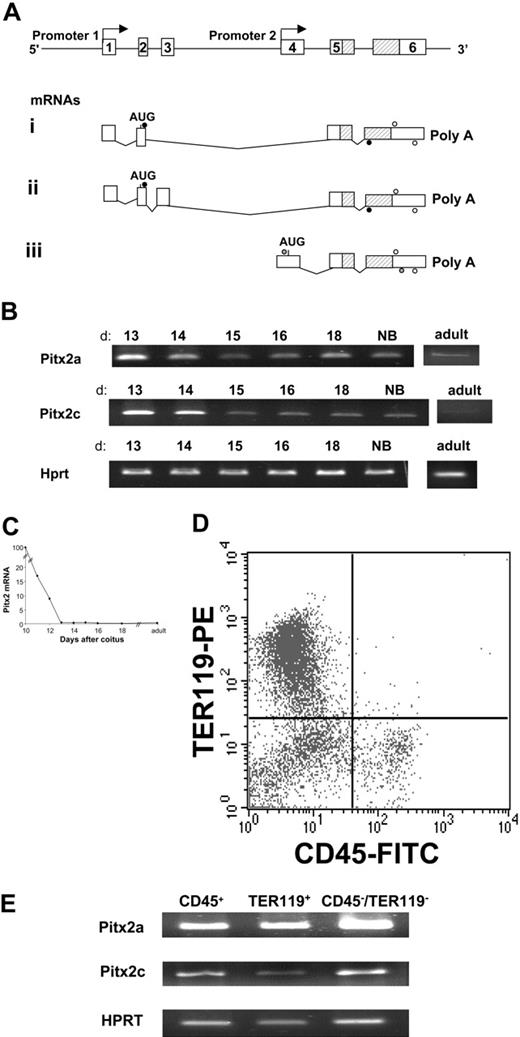 Figure 1. Structure of the Pitx2 gene and its mRNAs and Pitx2 gene expression in normal murine fetal liver. (A) Genomic organization of the Pitx2 gene. Exon sequences are represented by white boxes and are numbered. The position of the homeodomain coding sequences is indicated (hatched bars). Pitx2a and Pitx2b mRNAs are transcribed using promoter 1 and generated by alternative splicing. Pitx2c mRNA is transcribed using internal promoter 2. For RT-PCR, Pitx2a and Pitx2b primers (•) amplify 274-bp and 412-bp products, respectively. Pitx2c primers (gray circles) amplify a 535 bp product and, for real-time RT-PCR. Pitx2 primers (○) amplify a 233-bp product common to all Pitx2 mRNA isoforms. (B) RT-PCR analysis of Pitx2a and Pitx2c mRNA isoforms during normal fetal liver development from 13 days after coitus to birth (NB) and adult life. d indicates days after coitus. (C) Evolution of Pitx2 mRNA accumulation during normal fetal liver development, from 10 days after coitus to adult life, studied by quantitative real-time RT-PCR amplifying all isoforms of Pitx2 mRNA (see panel A). Results are expressed as the percentage of the Pitx2 mRNA level detected in the fetal liver at 10 days after coitus. (D) FACS analysis of normal 13.5 days after coitus fetal liver cells stained by anti-CD45– FITC (panhematopoietic except erythroblasts) and anti-TER119–PE (late erythroid differentiation marker) antibodies. (E) RT-PCR analysis of Pitx2a and Pitx2c isoform expression in the 3 populations seen in panel D after cell sorting.