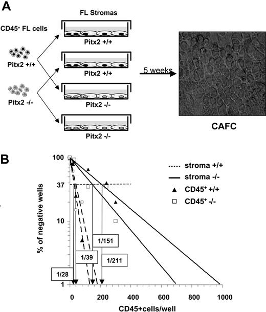 Figure 4. Comparative study of the hematopoietic supportive ability of Pitx2–/– and Pitx2+/+ fetal liver stromal cells. (A) Schematic diagram illustrating CAFC assays using cocultures between preestablished fetal liver stromal cells and CD45+ hematopoietic fetal liver cells and microscopic appearance of CAFCs when they are enumerated after 5 weeks of coculture. Phase-contrast image was obtained using a Nikon Eclipse TE2000S inverted microscope (Nikon, Champigny sur Marne, France) and a Nikon Plan Fluor 20×/0.50 numeric aperture objective, for a total magnification of 200×. Image was captured using a Nikon DXM1200F digital camera and Nikon EclipseNet software. (B) Results of 1 of 3 representative (Table 2, experiment 3) quantitative CAFC experiments generated using Pitx2–/– (solid lines) and Pitx2+/+ (broken lines) fetal liver stromal cells after coculture with Pitx2+/+ (▴) and Pitx2–/– (□) CD45+ hematopoietic cells, respectively. The frequency of wells negative for the presence of CAFCs is plotted against the number of CD45+ cells seeded. The CAFC frequency (indicated in boxes) is defined as the inverse of the number of seeded cells that corresponds to 37% negative wells (Poisson statistics27).