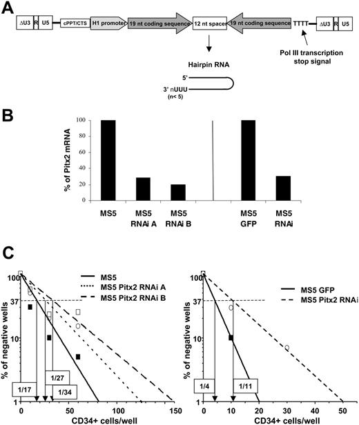Figure 6. Comparative study of the human hematopoietic supportive ability of control MS5 cells and MS5 cells transduced with vectors expressing RNAi directed against Pitx2 mRNA. (A) Schematic representation of the TRIP ΔU3-H1Pitx2RNAi vector. (B) Quantitative RT-PCR was performed using RNA isolated from control MS5 or MS5 GFP cells and MS5 Pitx2RNAi cells in 3 independent transduction experiments. Histograms show the results expressed as the percentage of Pitx2 mRNA expression in control cells, MS5 (left), and MS5 GFP (right). The Hprt housekeeping gene was used as internal standard to normalize cDNA input. All samples were run in duplicate and gave identical results. (C) Results of representative quantitative LTC-IC assays performed by coculture of human CD34+ cord blood cells using the different MS5 cells described in panel B. The frequency of wells negative for the presence of LTC-ICs is plotted against the number of CD34+ cells seeded, and the LTC-IC frequency, indicated in boxes for each condition, is defined as the inverse of the number of seeded cells that corresponds to 37% negative wells (Poisson statistics27).