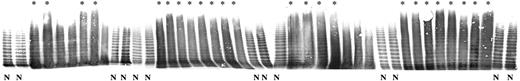 Figure 6. Analysis of VWF multimers of patients with sepsis-induced DIC. VWF multimers in the plasma of patients with sepsis-induced DIC with ADAMTS13 activity levels lower than 20% were analyzed by SDS-agarose gel electrophoresis, as described in “Patients, materials, and methods.” VWF multimer patterns of patients and healthy subjects (N) were analyzed simultaneously. *Representative unusually large multimers of VWF found in the plasma of patients with ADAMTS13 activity levels lower than 20%.
