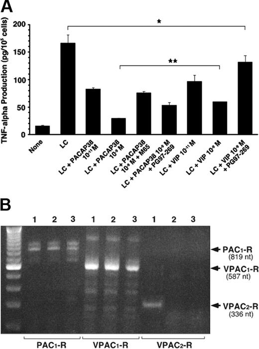 Figure 4. PACAP receptor involved in the suppressive effect of PACAP on LC-induced TNFα stimulation in tubule cells. (A) Effect of PACAP38, VIP, and their specific antagonists on light chain–induced TNFα secretion in cultured human renal proximal tubule cells. M65 and PG97-269 are specific antagonists for PAC1 and VPAC1 receptors, respectively. For each antagonist 10–7 M was added with 10–9 M PACAP38 or VIP, respectively. Each column represents the mean of 3 replicates. Vertical bar shows SE of mean. *P < .05, **P < .01, and ***P < .001. (B) RT-PCR analyses of PAC1,VPAC1, and VPAV2 receptors in human bone marrow stromal cells (lane 1), human multiple myeloma cells (lane 2), and human renal proximal tubule cell line (lane 3). PAC1- and VPAC1-Rs were constitutively expressed in human bone marrow stromal cells, multiple myeloma cells, and proximal tubule cell line. Otherwise, VPAC2-Rs were expressed only in the stromal cells. Stimulation of the tubule cell line by the LC did not induce VPAC2-Rs.